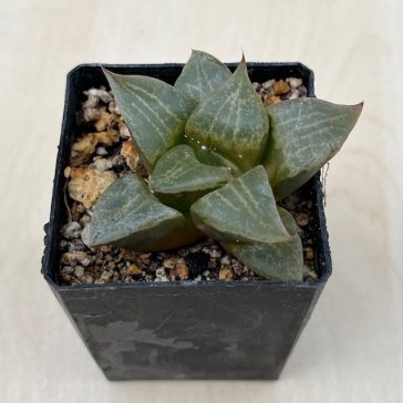 Haworthia comptoniana 'URAHANNYA'