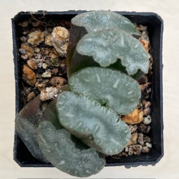 Haworthia truncata 'MAMMOTH'