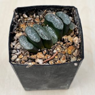 Haworthia truncata 'GENBU'