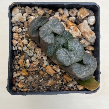   Haworthia truncata 'BLACK WOUTERS' 'KUROBUTAI'