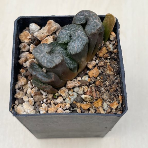 Haworthia truncata 'BLACK WOUTERS' 'KUROBUTAI'