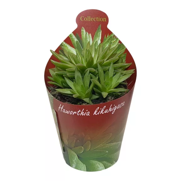 Haworthia kikuhigasa Haworthia kikuhigasa