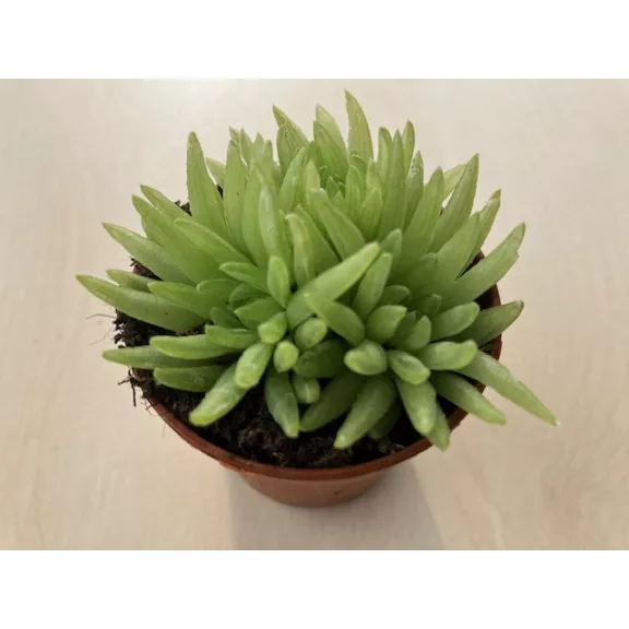 Haworthia kikuhigasa Haworthia kikuhigasa