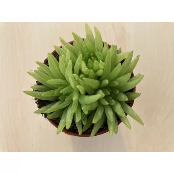 Haworthia kikuhigasa Haworthia kikuhigasa