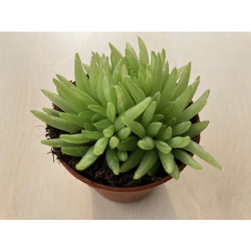 Haworthia kikuhigasa 