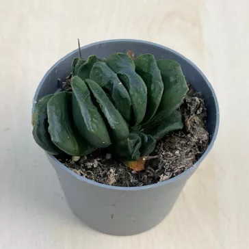Haworthia maughanii 