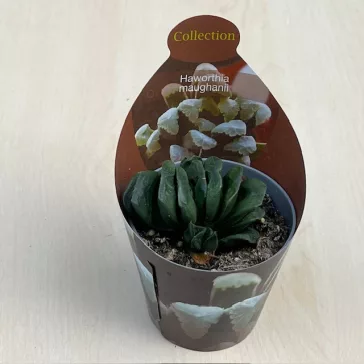 Haworthia maughanii 
