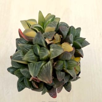 Haworthia mutica variegated