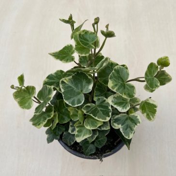 Hedera Helix