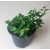 Hedera Canariensis