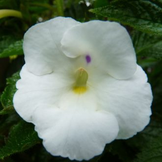 Achimenes x hybrida 'Himalayan Angel'