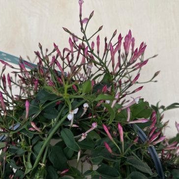 Alocasia 'Tiny Dancer'