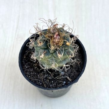 Kadenicarpus pseudomacrochele