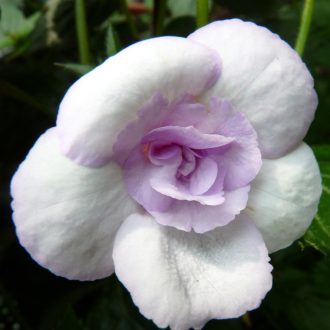 Achimenes x hybrida  'Lavender Bliss'