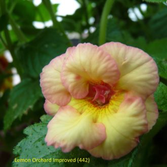 Achimenes x hybrida 'Lemon Orchard Improved'