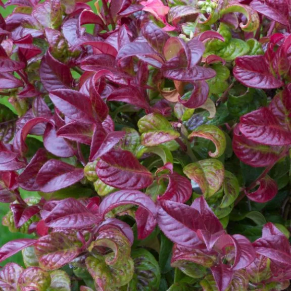 Leucothoe axillaris ‘Curly Red’ Leucothoe axillaris ‘Curly Red’