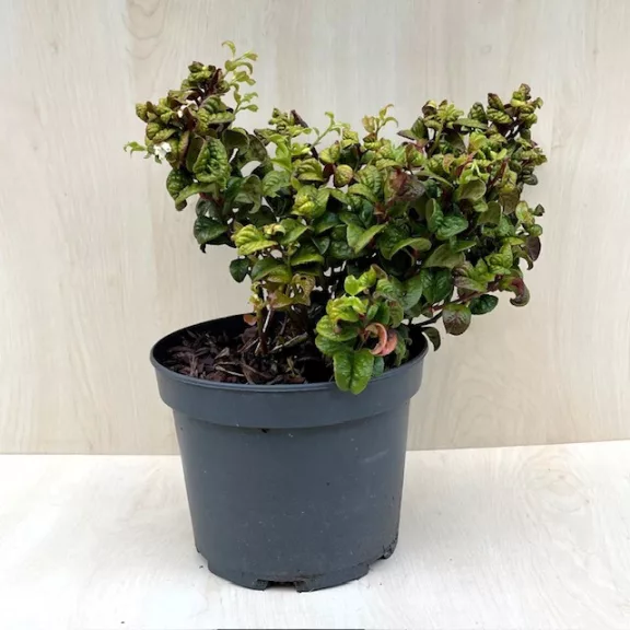 Leucothoe axillaris ‘Curly Red’ Leucothoe axillaris ‘Curly Red’