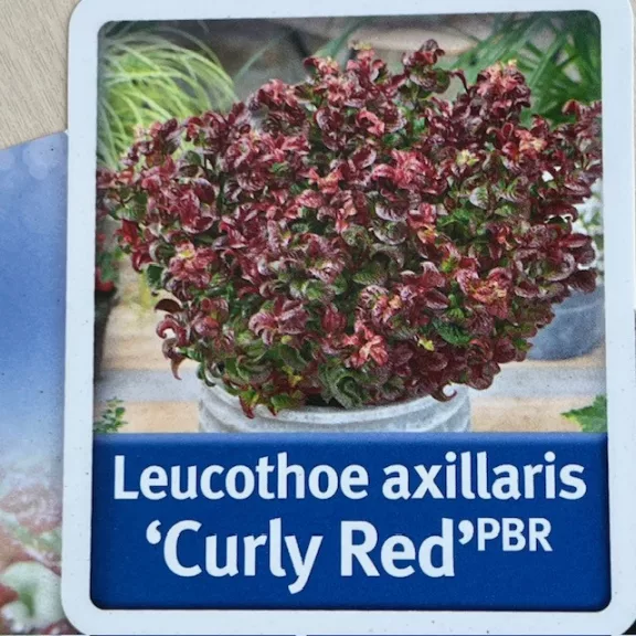 Leucothoe axillaris ‘Curly Red’ Leucothoe axillaris ‘Curly Red’