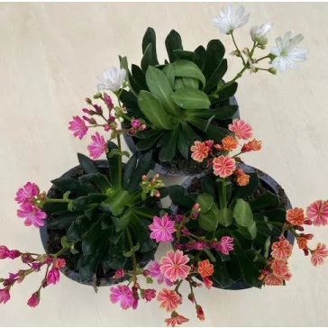 Lewisia