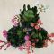 Lewisia