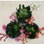 Lewisia