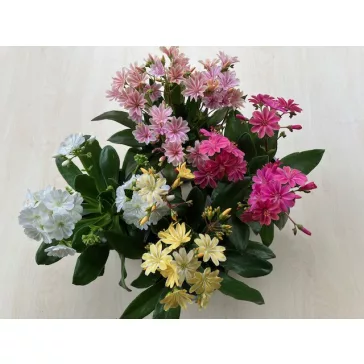 Lewisia