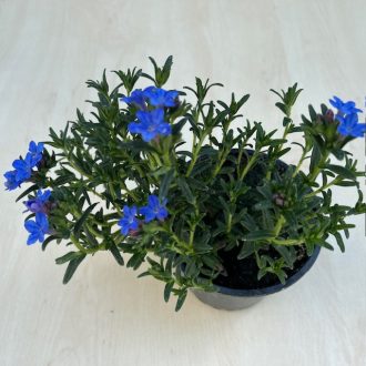 Lithodora diffusa