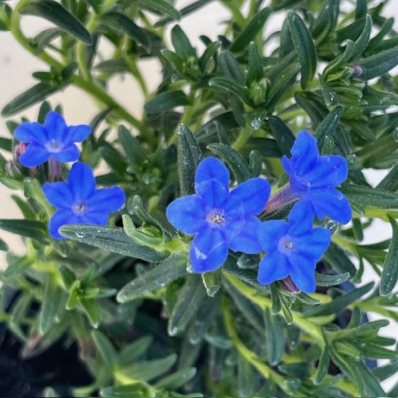 Lithodora diffusa