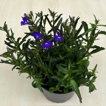 Lobelia erinus
