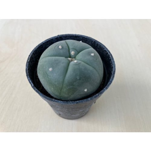 Lophophora williamsii (Peyote)