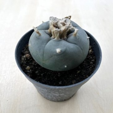 Lophophora williamsii (Peyote)
