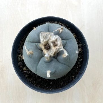 Lophophora williamsii (Peyote)