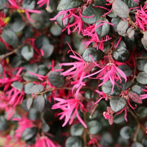 Loropetalum chinense 'Black Pearl'