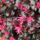Loropetalum chinense 'Black Pearl'