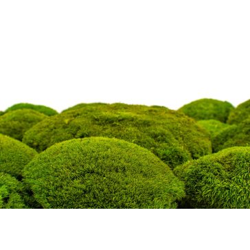 Stabilizovaný Sibírsky Mach - Ball moss - svetlo zelená