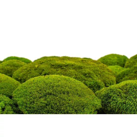 Stabilizovaný Sibírsky Mach - Ball moss - svetlo zelená Stabilizovaný Sibírsky Mach - Ball moss - svetlo zelená