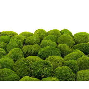 Stabilizovaný Sibírsky Mach - Ball moss - Light Green