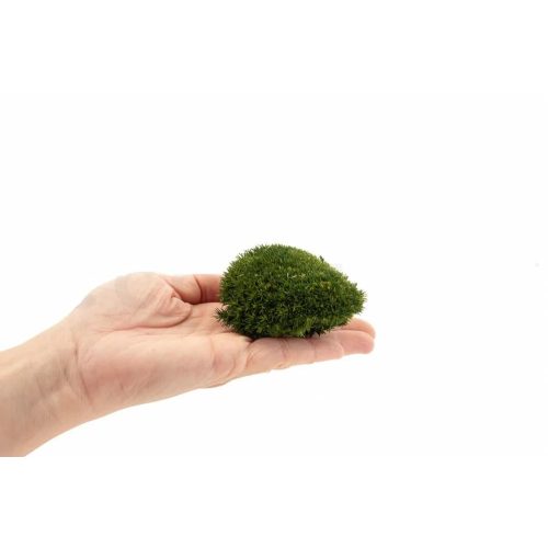 Stabilizovaný Sibírsky Mach - Ball moss - Nature Green