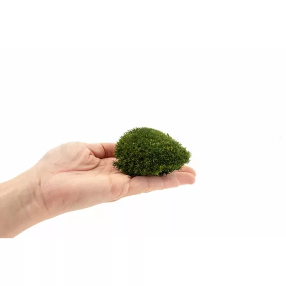 Stabilizovaný Sibírsky Mach - Ball moss - Nature Green Stabilizovaný Sibírsky Mach - Ball moss - Nature Green