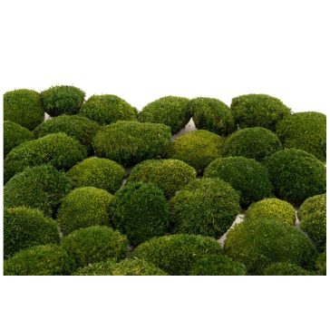 Stabilizovaný Sibírsky Mach - Ball moss - Nature Green