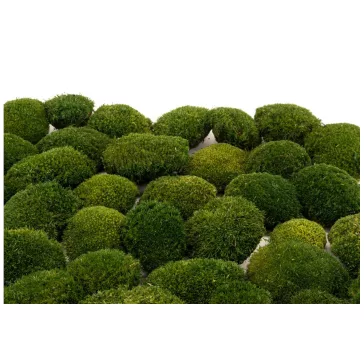 Stabilizovaný Sibírsky Mach - Ball moss - Nature Green