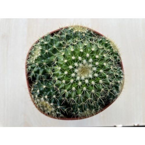 Echinopsis huascha