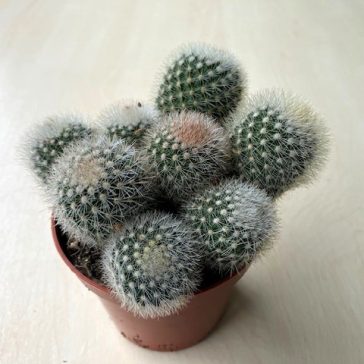 Mammillaria geminispina