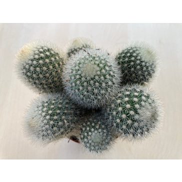 Mammillaria geminispina