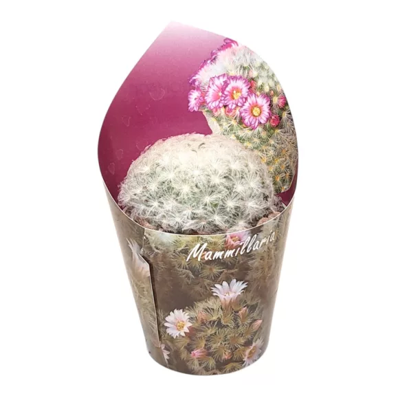 Mammillaria plumosa Mammillaria plumosa