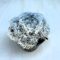 Mammillaria plumosa