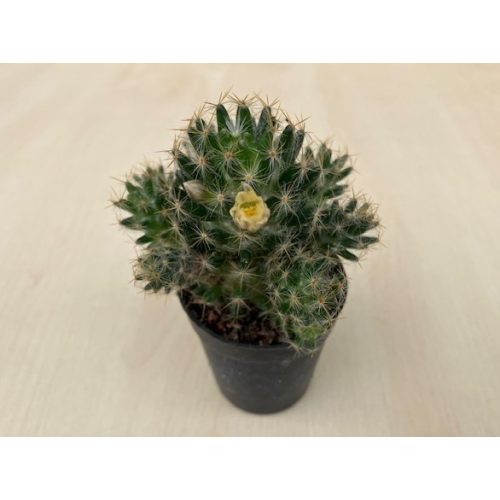 Mammillaria prolifera