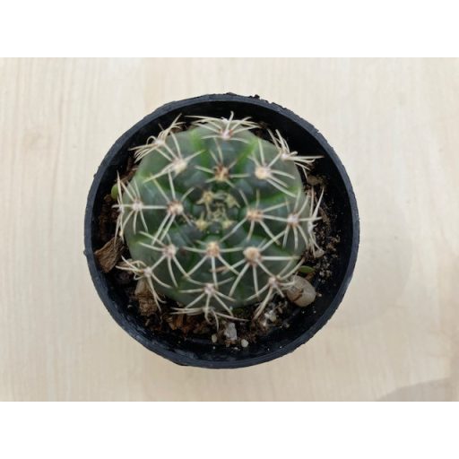 Mediolobivia pygmaea var. colorea