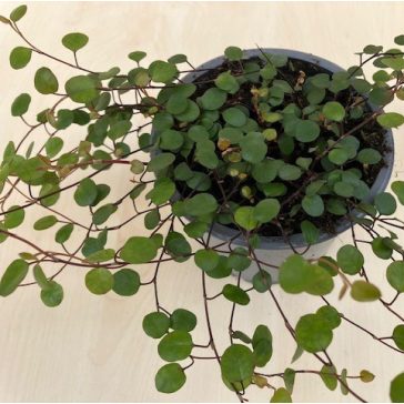 Muehlenbeckia complexa 'Maori'