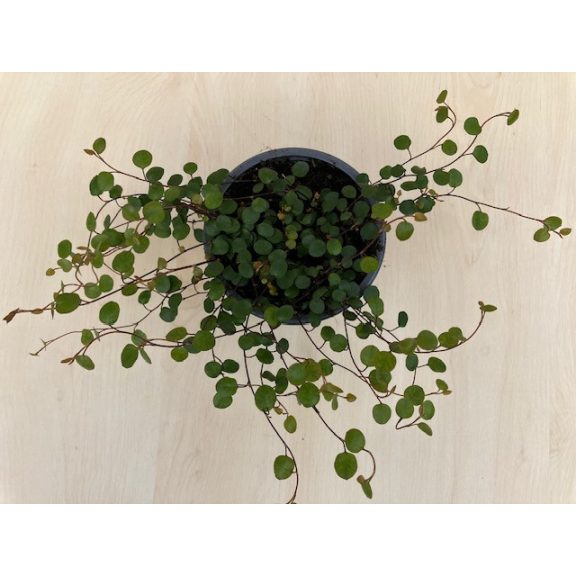 Muehlenbeckia complexa 'Maori'